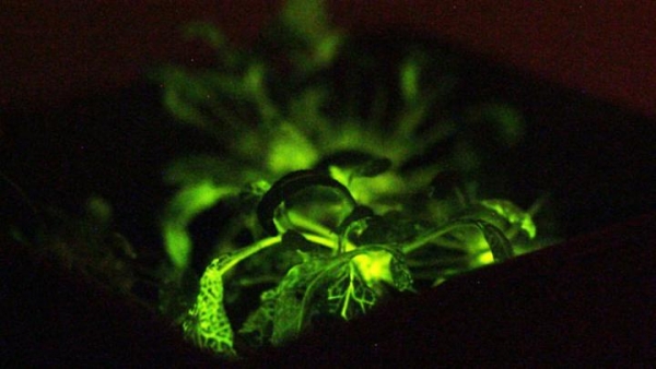 「奇酷」Glowing Plant，KS开卖发光植物